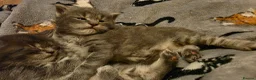 Maine Coon cats for sale: Tica beautiful Maine Coon kittens  - Advert 11
