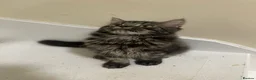 Mixed Breed cats for sale:  Persian kittens for sale  - Advert 16
