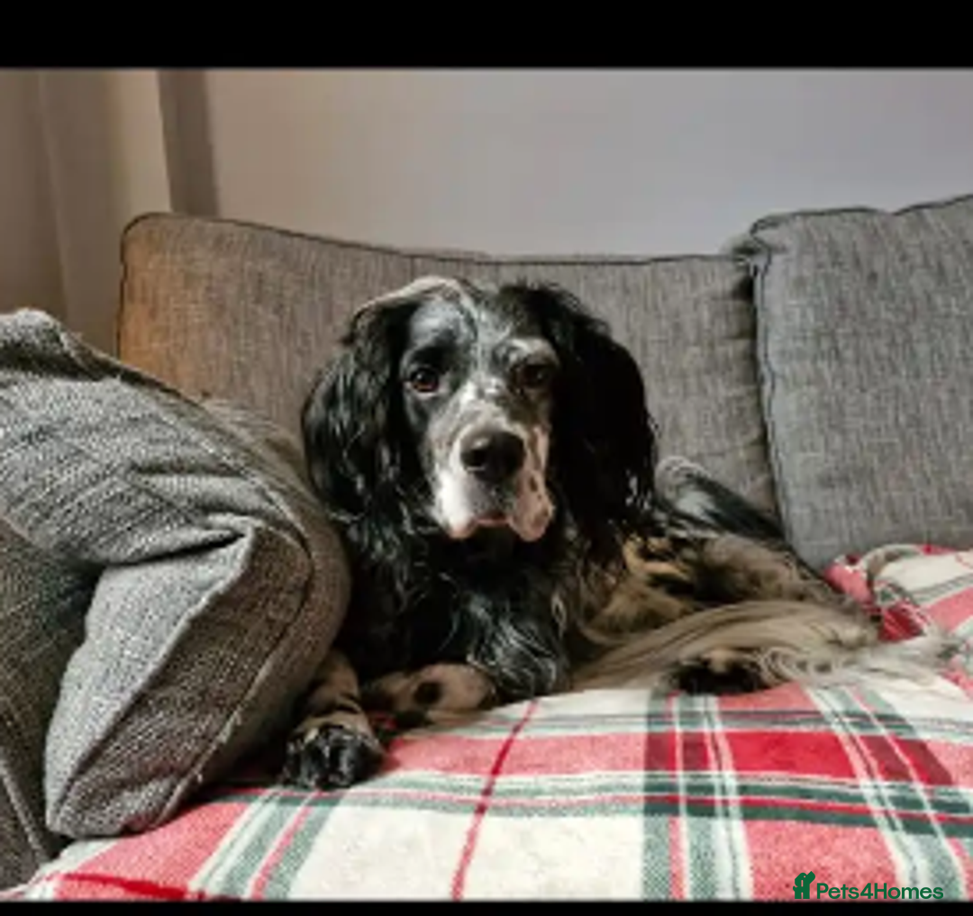 English Setter dogs for adoption: Rock  - Advert 1