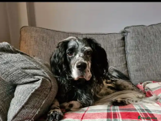 English Setter dogs Rock - Advert 7