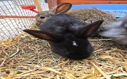 Lionhead rabbits for sale: Lionhead x - Image 8