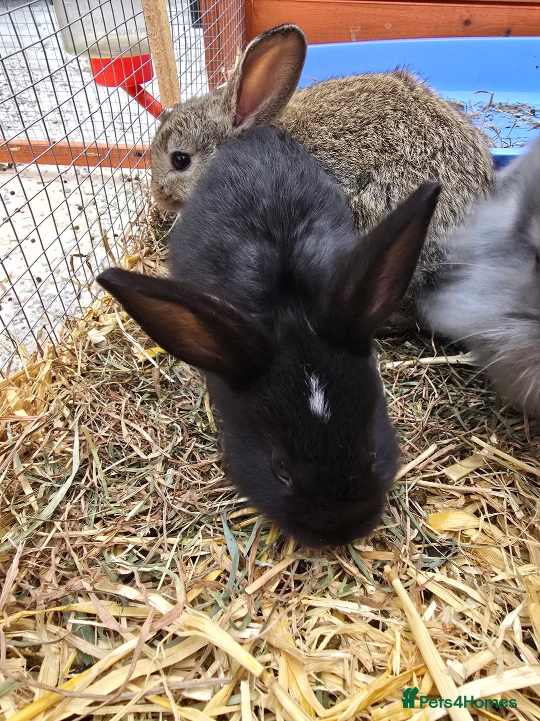 Lionhead rabbits for sale: Lionhead x - Image 8