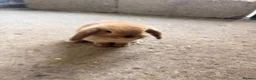 Mini Lop rabbits for sale: Mini lop babies for sale - Advert 7