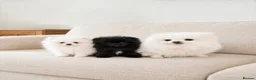 Pomeranian dogs for sale: 🐻Tiny Boys🔥Outstanding Quality  - Advert 4