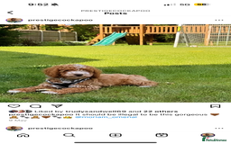 Cavapoo dogs for sale: Extensively Heslth Tested Cavapoo puppies  - Image 10