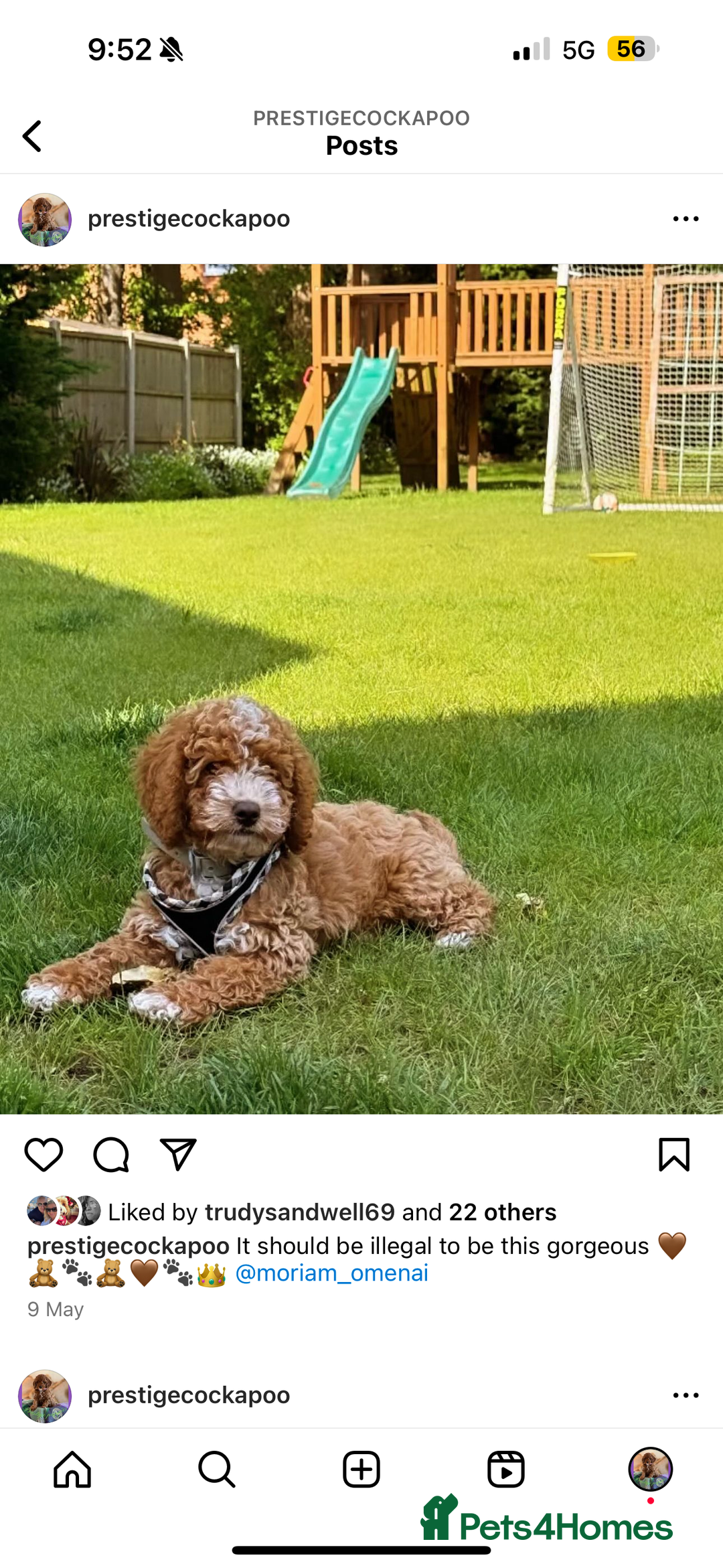 Cavapoo dogs for sale: Extensively Heslth Tested Cavapoo puppies  - Image 10