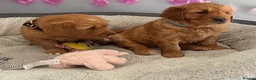 Golden Retriever dogs for sale: Ready Now 😊 gorgeous golden retriever puppies  - Advert 19