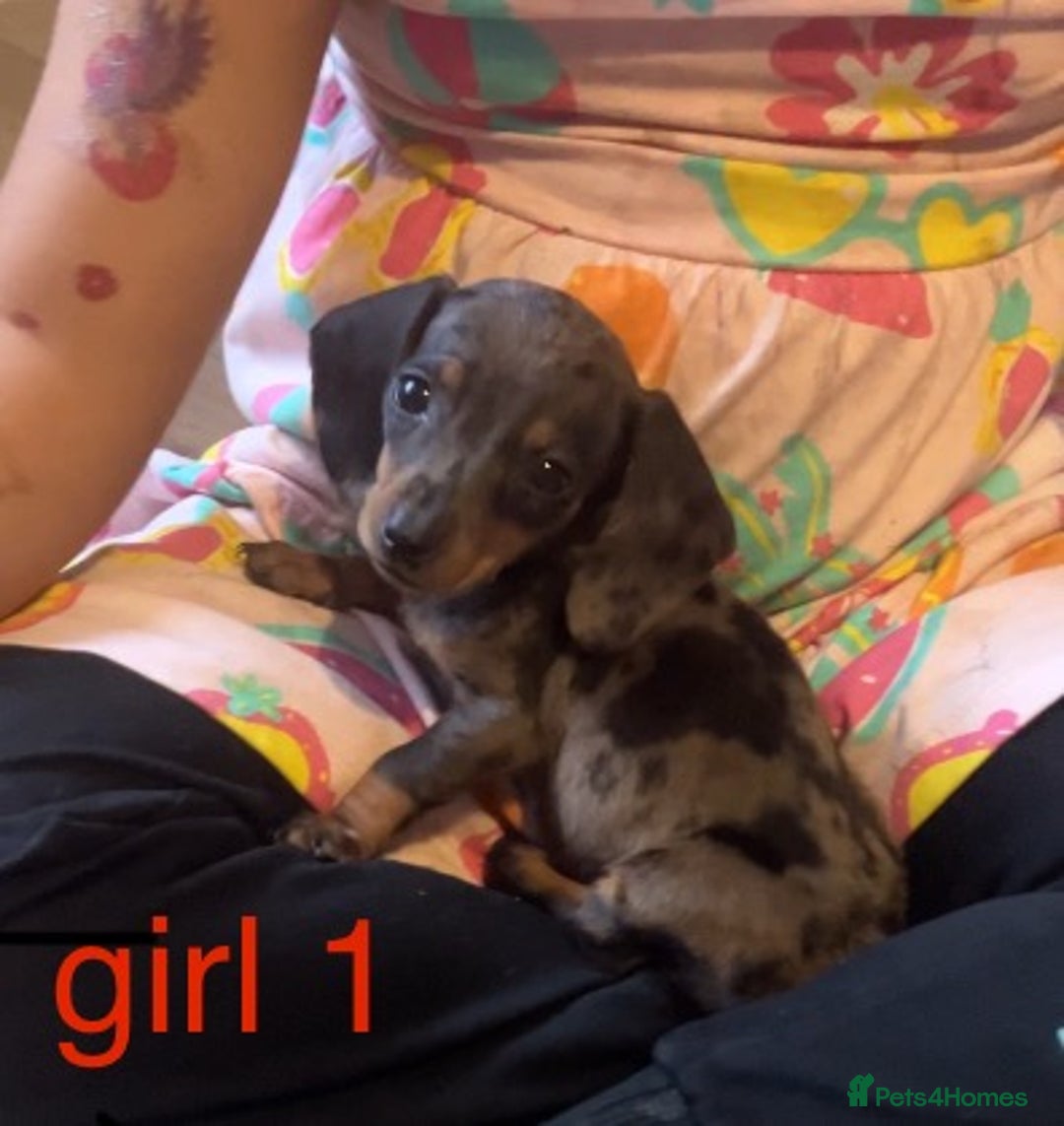 Dachshund dogs for sale: Dachshund puppies AVAILABLE NOW  - Image 6