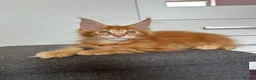 Maine Coon cats for sale: ✨5 GCCF Pure bred MC kittens  - Advert 14