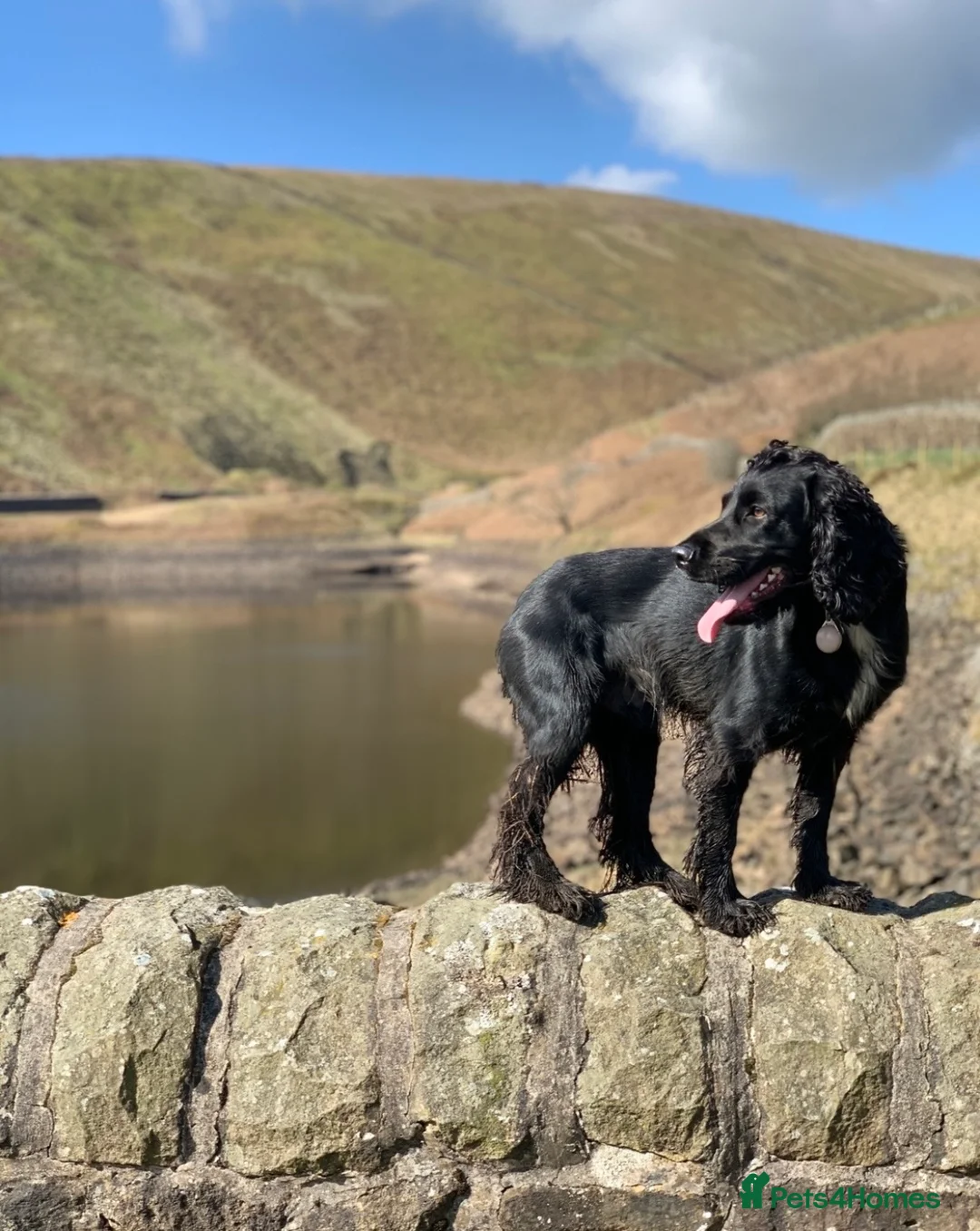 Mixed Breed dogs for sale: Belgian mal/working cocker spaniel  - Advert 23