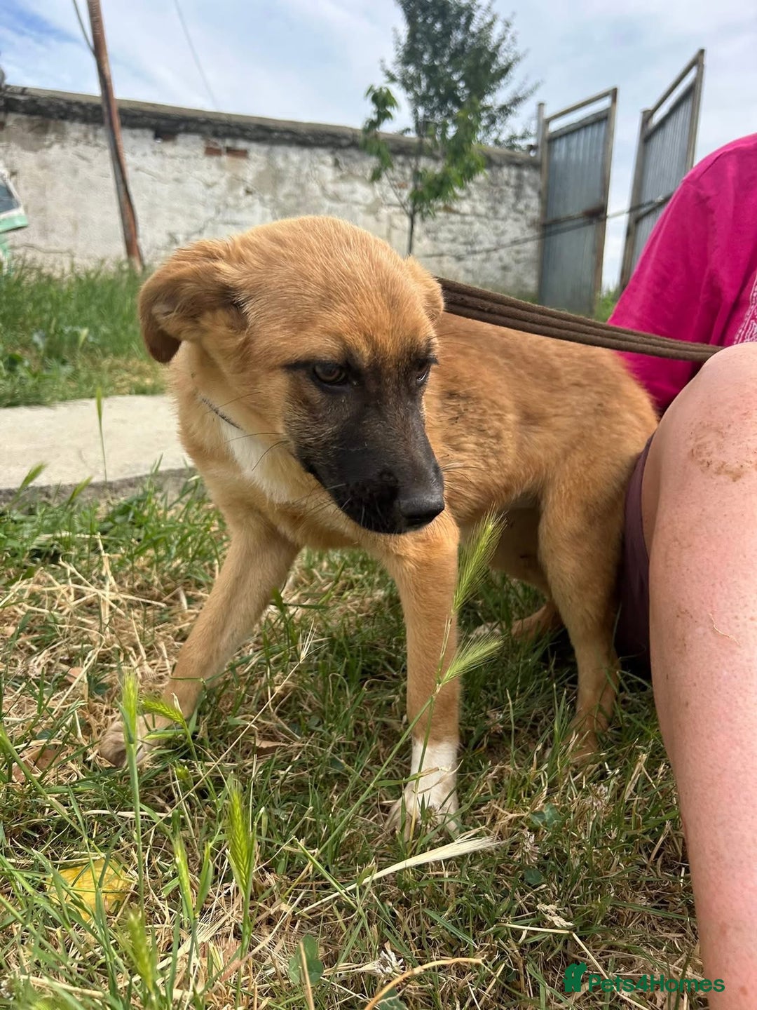 Mixed Breed dogs for adoption: Lindsay - Norwich Norfolk  - Image 10
