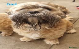 Mixed Breed dogs for sale: Shweenie puppies for sale - Image 6