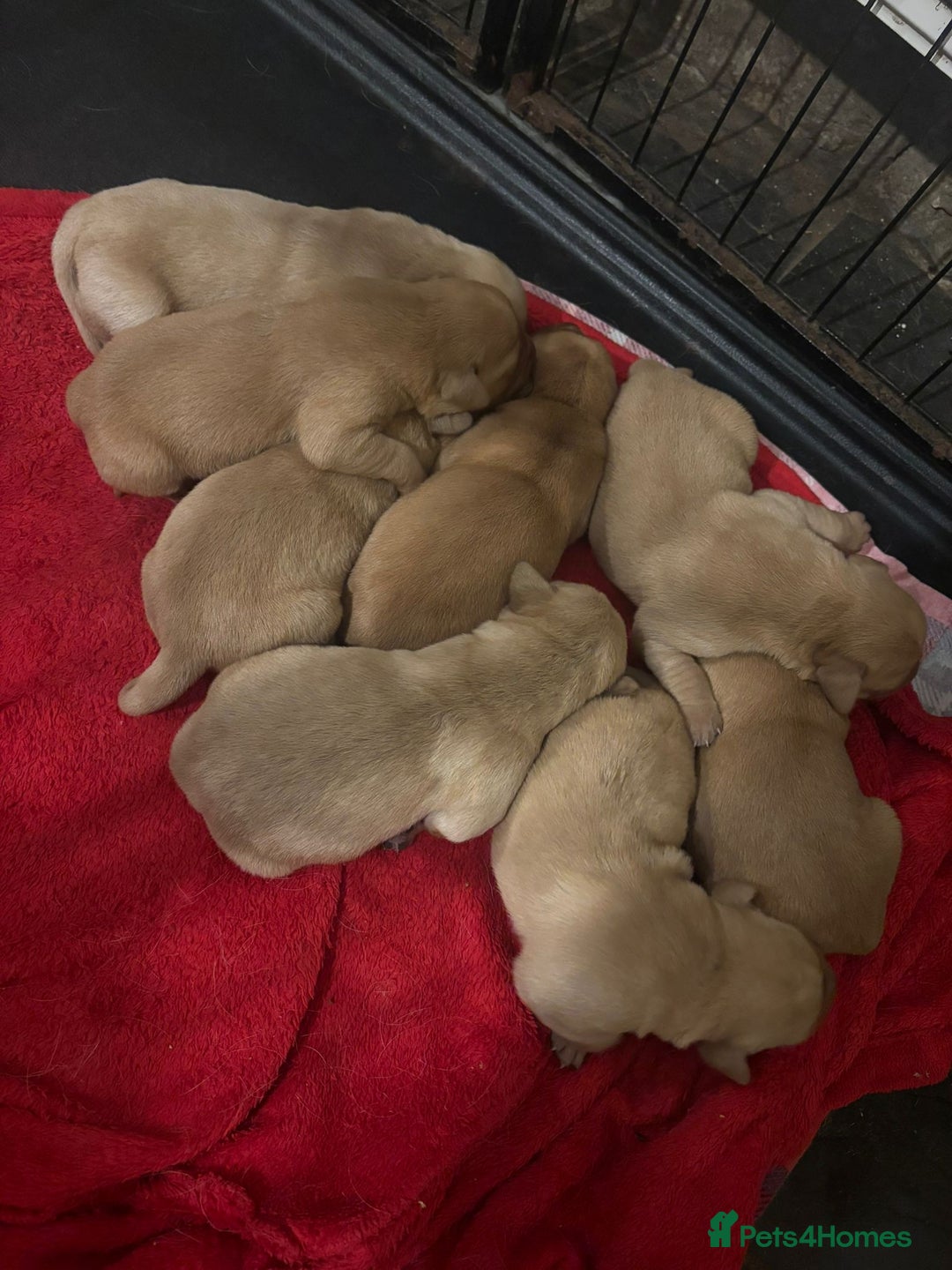 Goldador dogs for sale: Goldador  - Advert 6