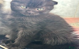 Scottish Fold cats for sale: 5 fluffy Scottish fold kittens  - Image 24