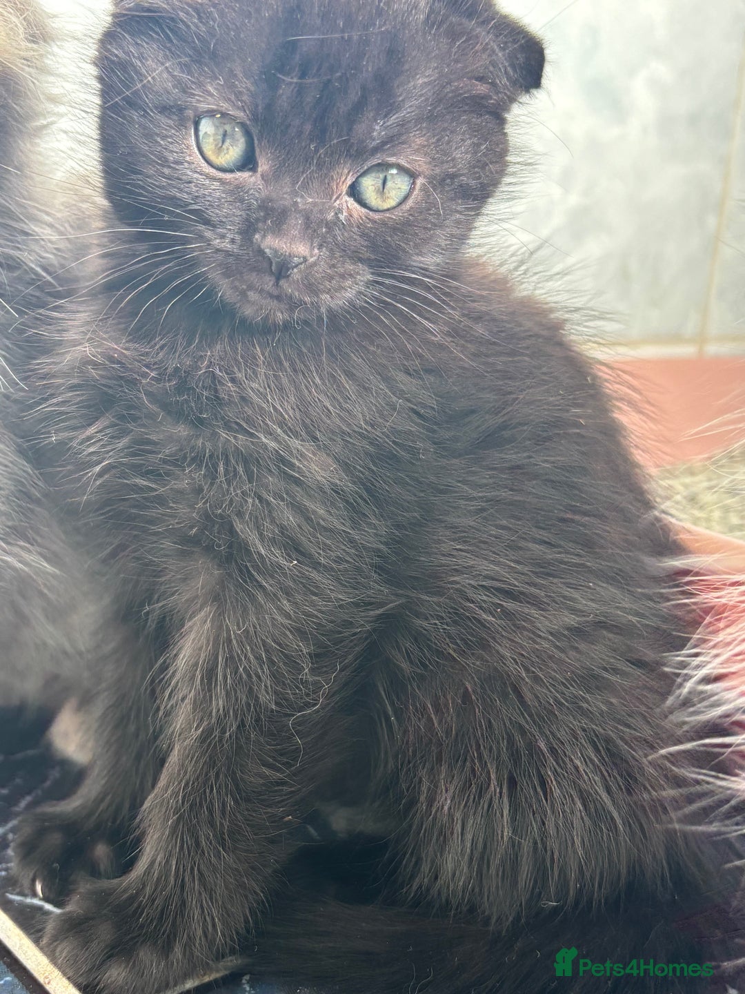 Scottish Fold cats for sale: 5 fluffy Scottish fold kittens  - Image 24