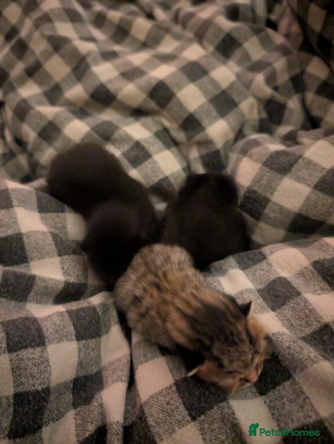 Bengal cats for sale: Ragdoll × Bengal Kittens - Advert 4