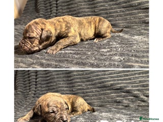 Mixed Breed dogs Staffordshire bull terrier X - Advert 2