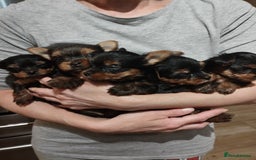 Yorkshire Terrier dogs for sale: 💝💝Beautiful miniature babies 💝💝 - Image 27