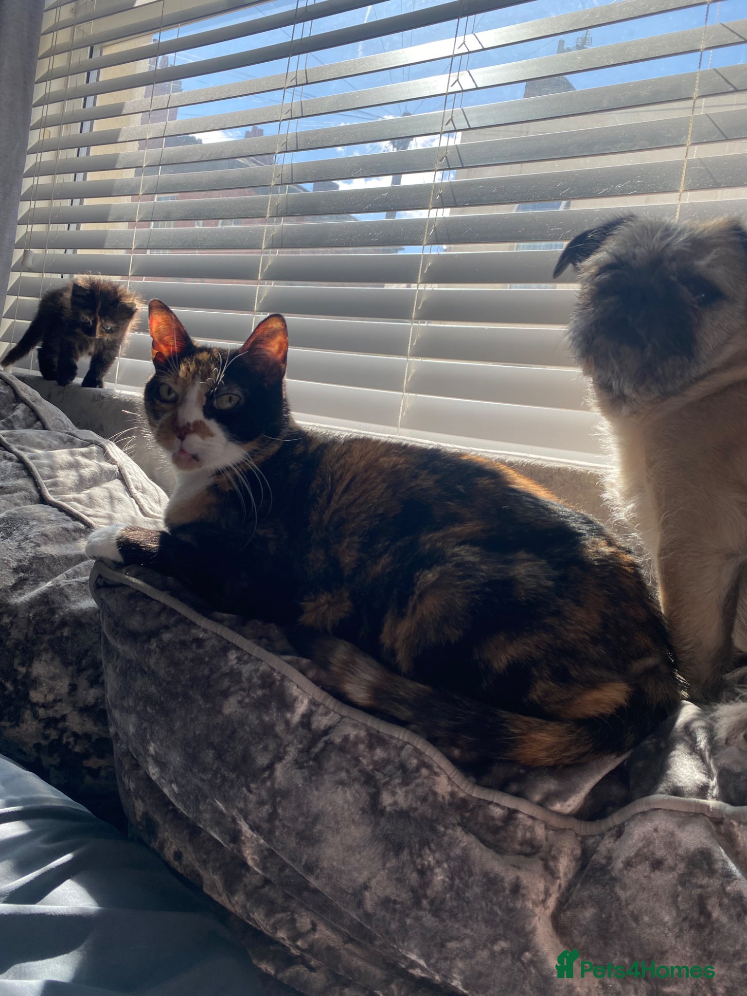Mixed Breed cats Beautiful Mixed Breed Fluffy Kitten For Sale - Advert 6