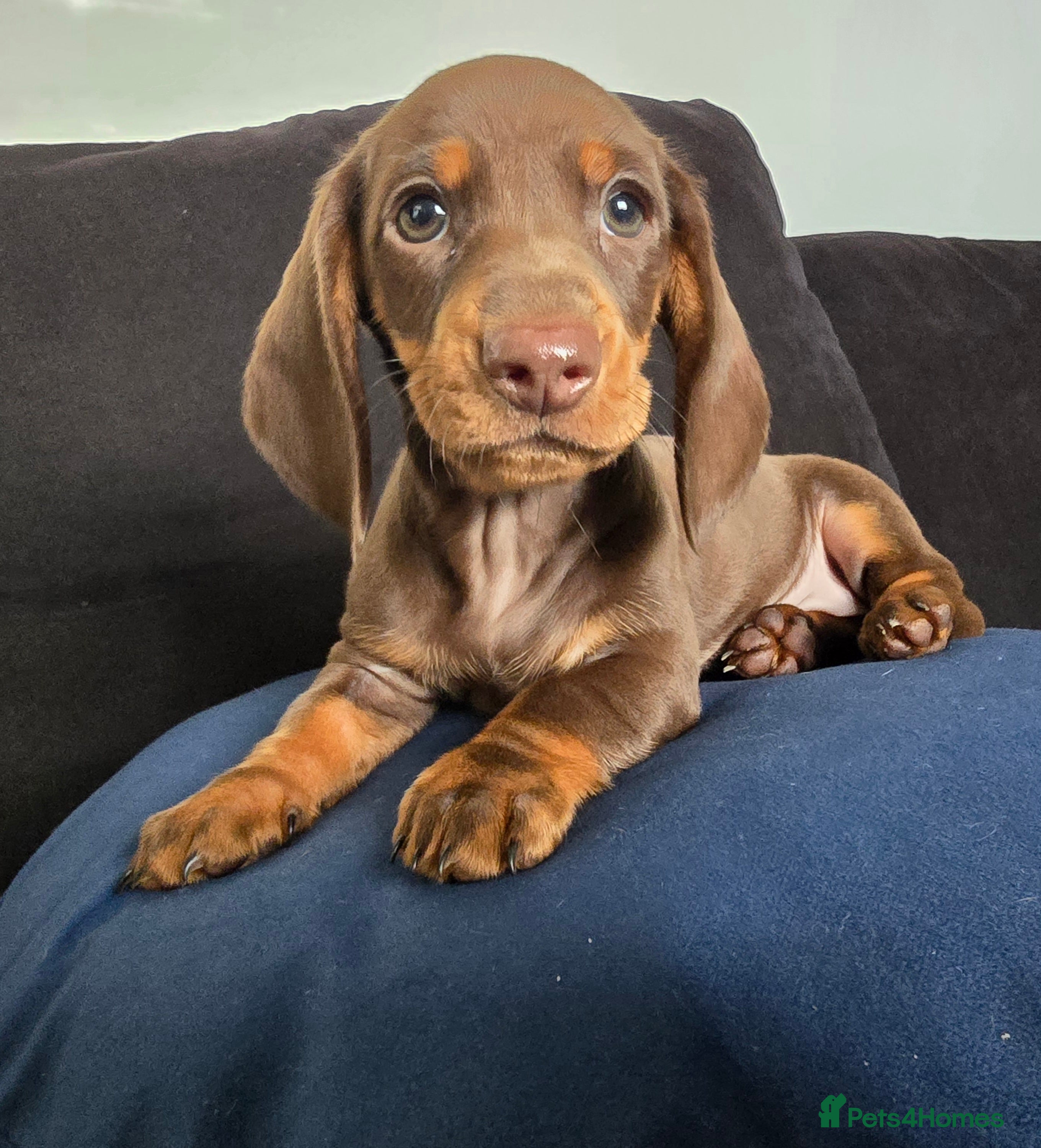 Dachshund dogs Beautiful Dachshund Girl - Advert 15