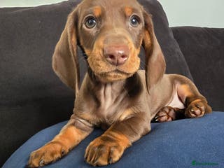 Dachshund dogs Beautiful Dachshund Girl - Advert 15