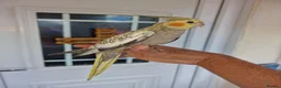 Cockatiels birds for sale: Super hand tamed baby cockatiels  - Advert 12