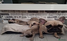 French Bulldog dogs for sale: French Bulldog puppies  - Image 18