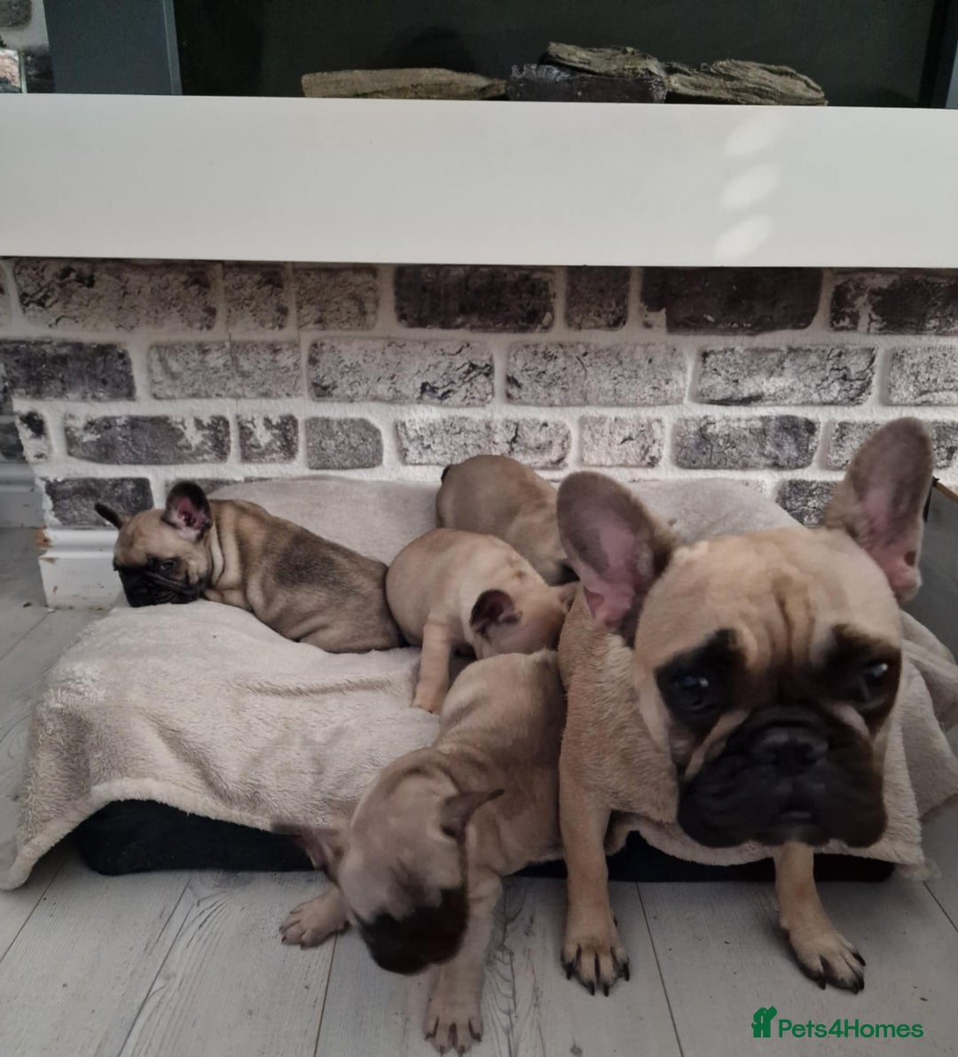 French Bulldog dogs for sale: French Bulldog puppies  - Image 18