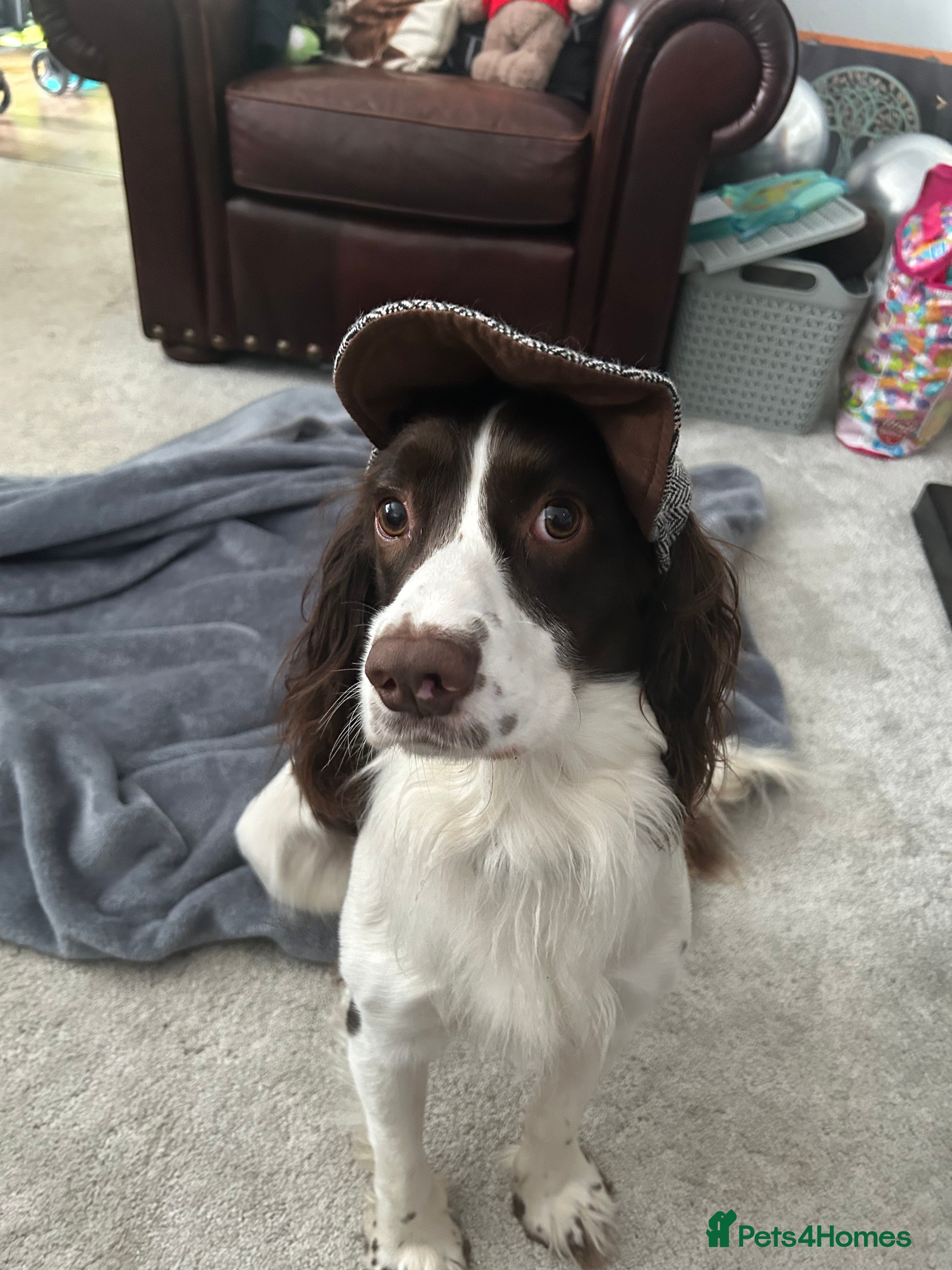 English Springer Spaniel dogs English Springer Spaniel - Advert 6