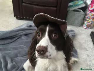 English Springer Spaniel dogs English Springer Spaniel - Advert 2