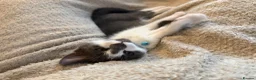 Mixed Breed cats for sale: Gorgeous white and grey male  - Advert 6