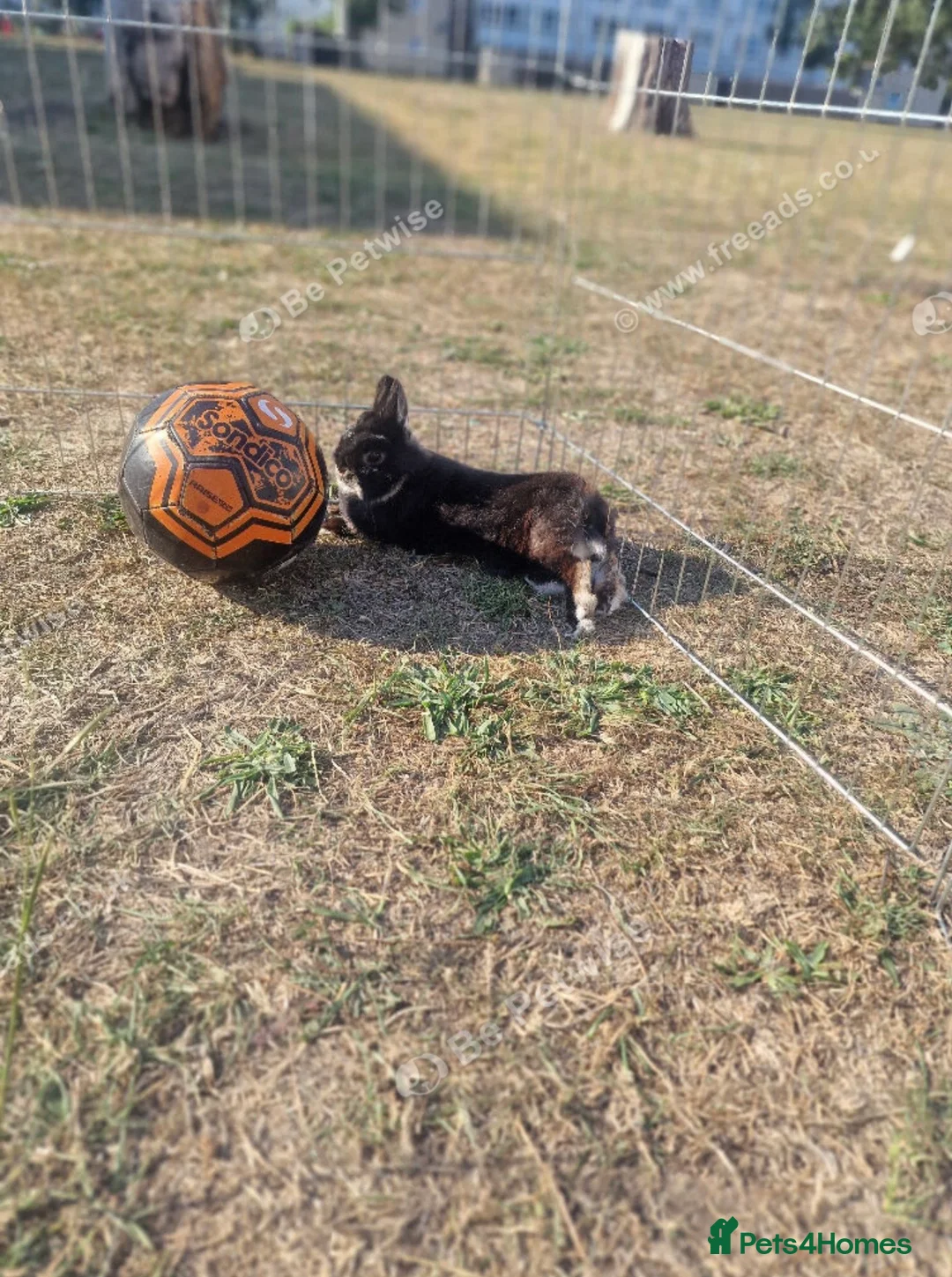 Netherland Dwarf rabbits for sale: Pure Netherlands Doe  - Advert 2
