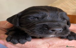 Cocker Spaniel dogs for sale: WORKING COCKER SPANIELS - Image 6