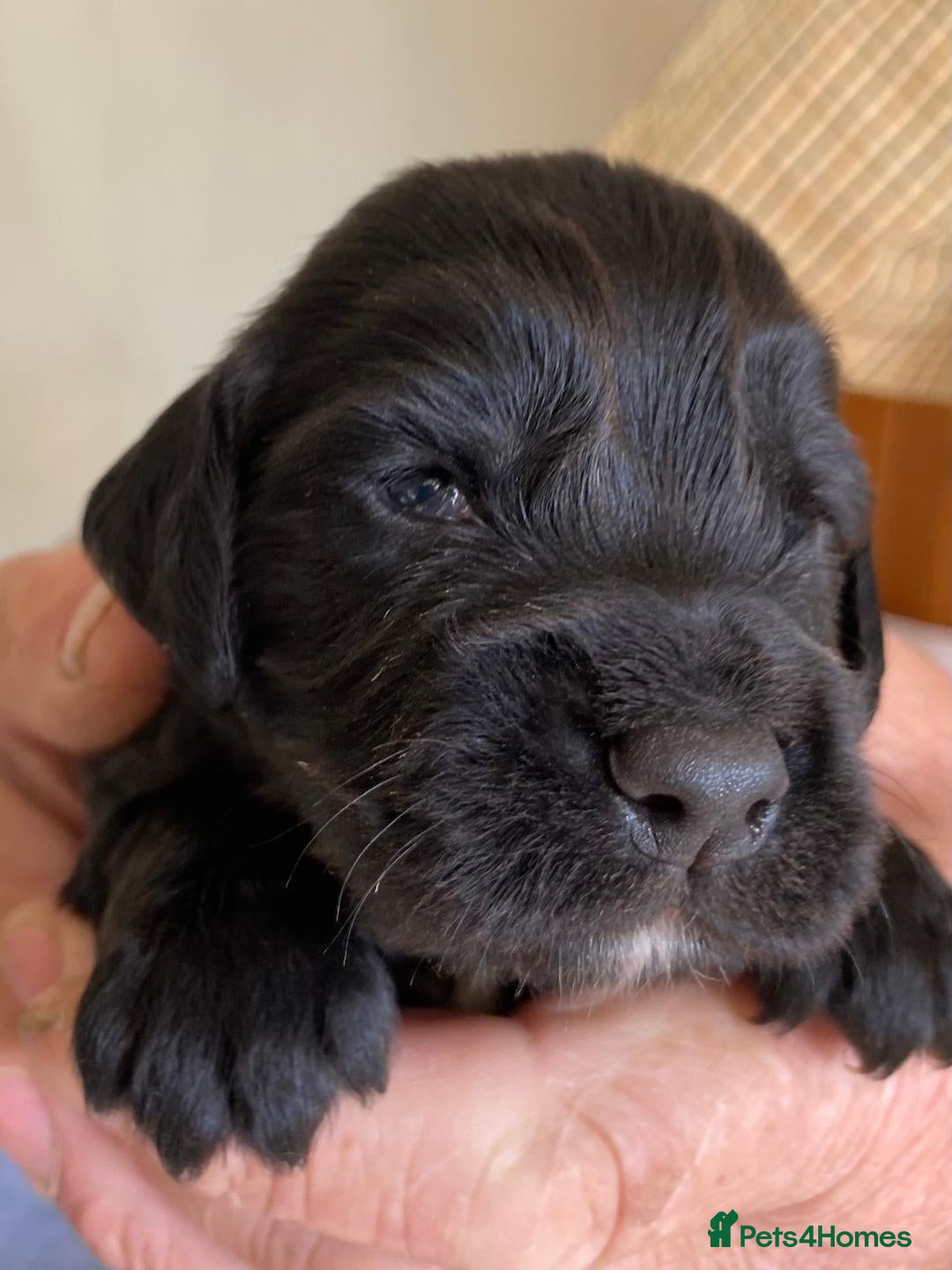 Cocker Spaniel dogs for sale: WORKING COCKER SPANIELS - Image 6