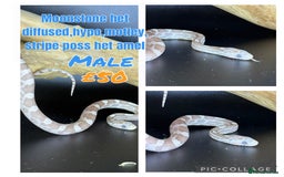 Corn Snake reptiles for sale: Different variations of lavender corn snake babies - Image 9