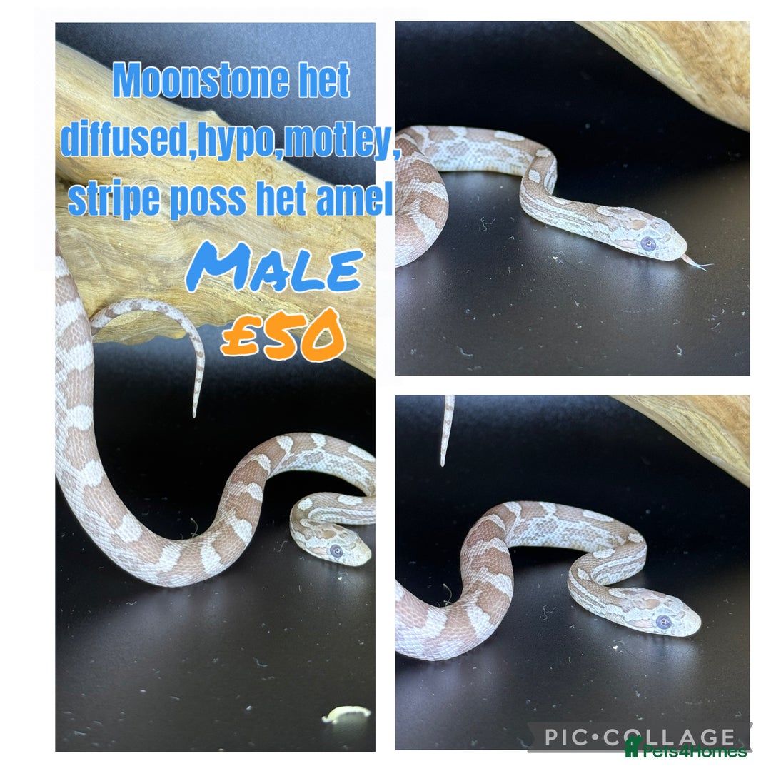 Corn Snake reptiles for sale: Different variations of lavender corn snake babies - Image 9