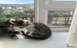 Bengal cats for sale: 6 Cross Bengal Kittens - Image 12