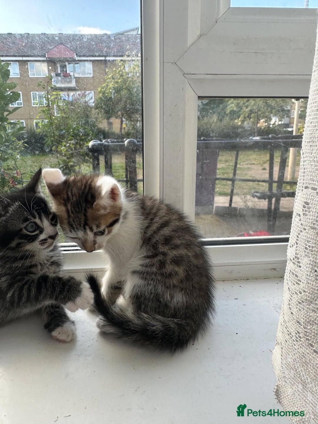 Bengal cats for sale: 6 Cross Bengal Kittens - Image 12