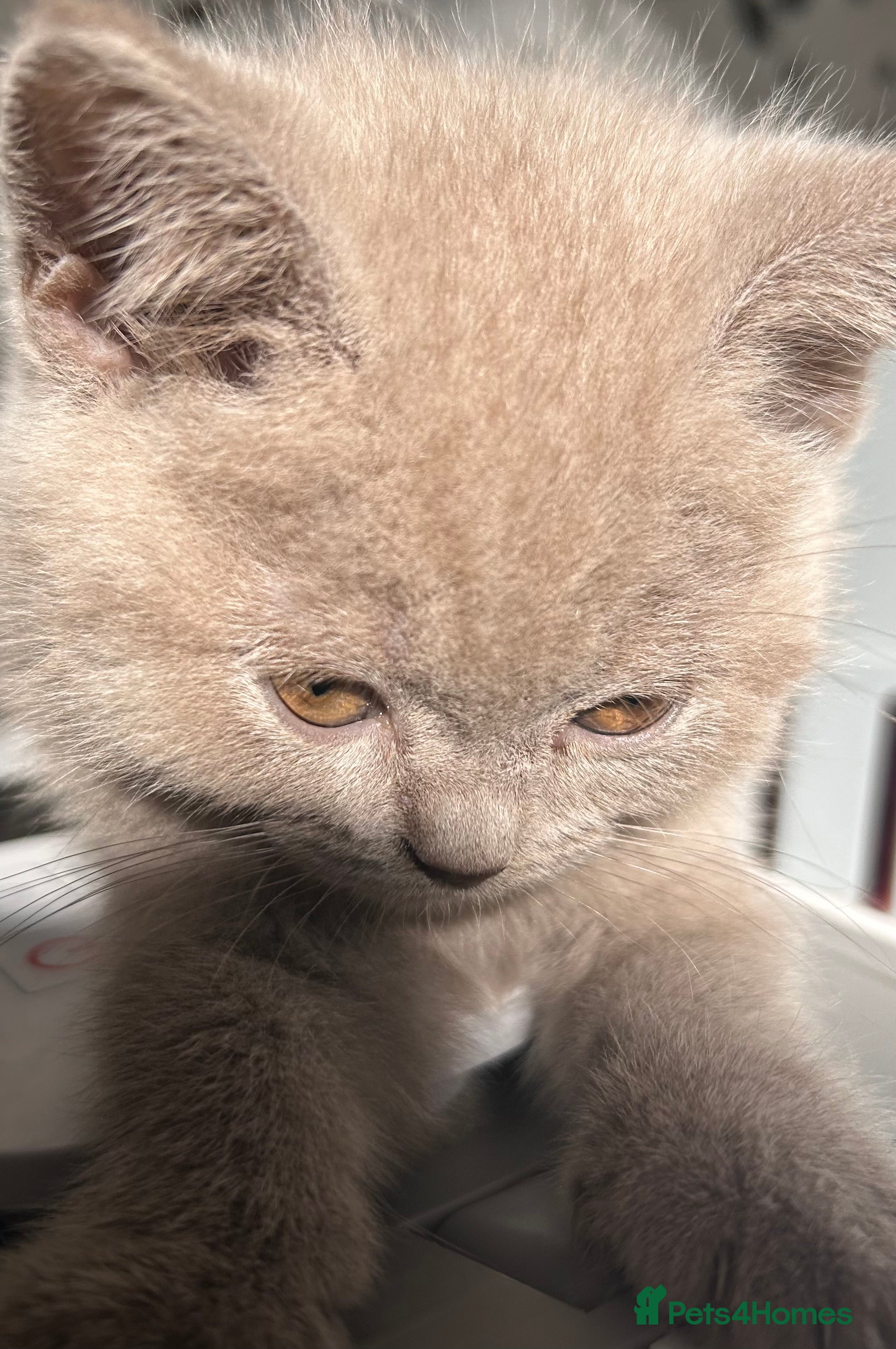 British Shorthair cats BRITISH SHORTHAIR X SCOTTISH FOLD READY NOW - Advert 2