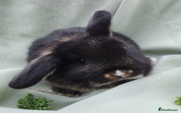 Mini Lop rabbits for sale: Spayed/neutered rabbits for adoption - Image 11