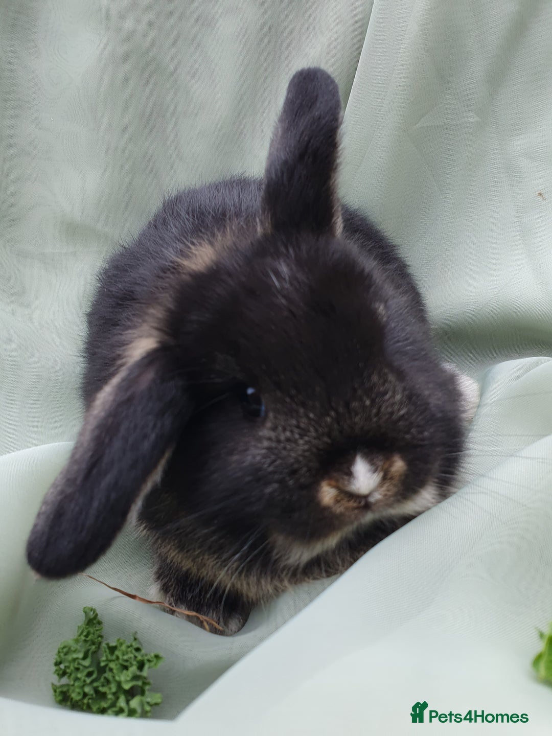 Mini Lop rabbits for sale: Spayed/neutered rabbits for adoption - Image 11