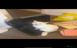 British Longhair cats for sale: White male cat  - Image 5