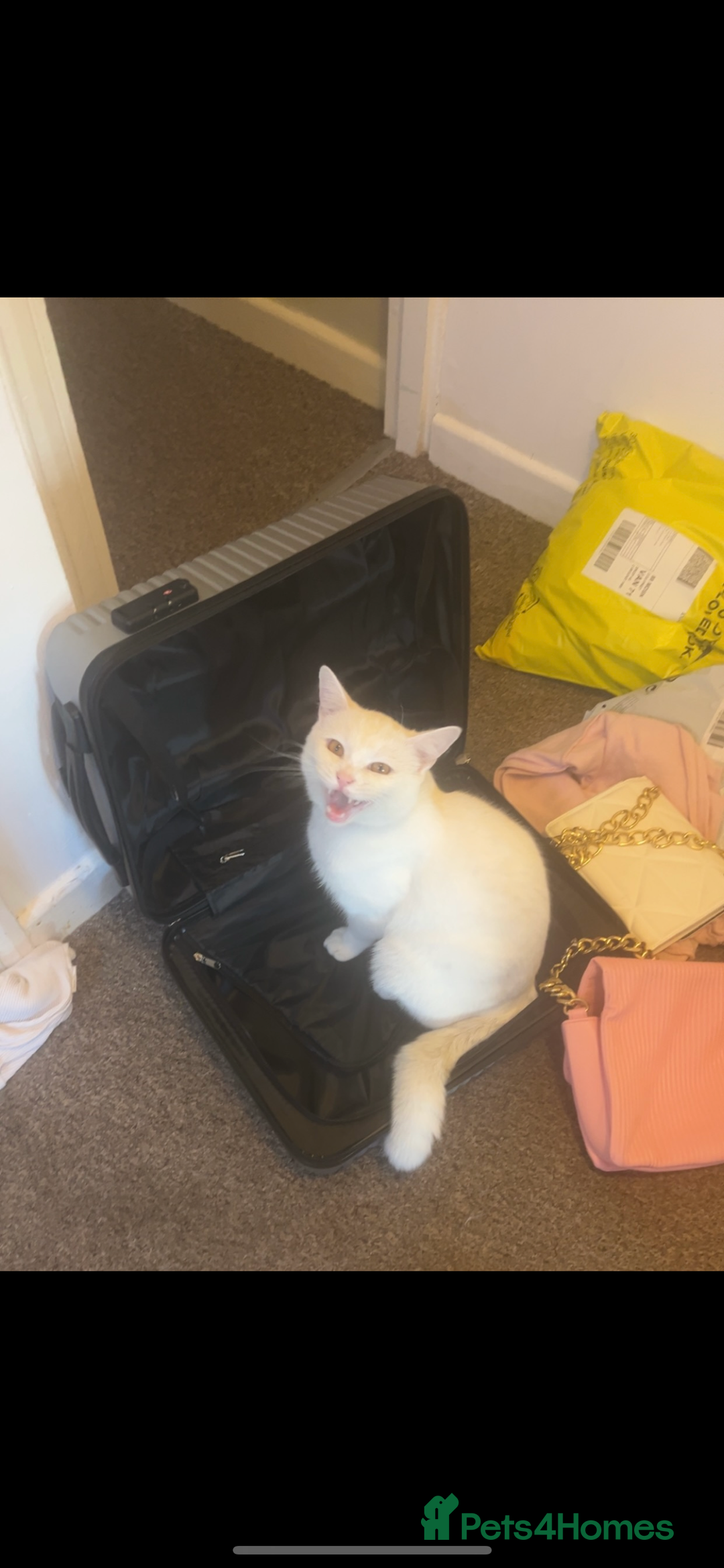 British Longhair cats for sale: White male cat  - Image 5
