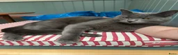 Mixed Breed cats for sale: Brothers looking for a new home in Bath - Advert 7