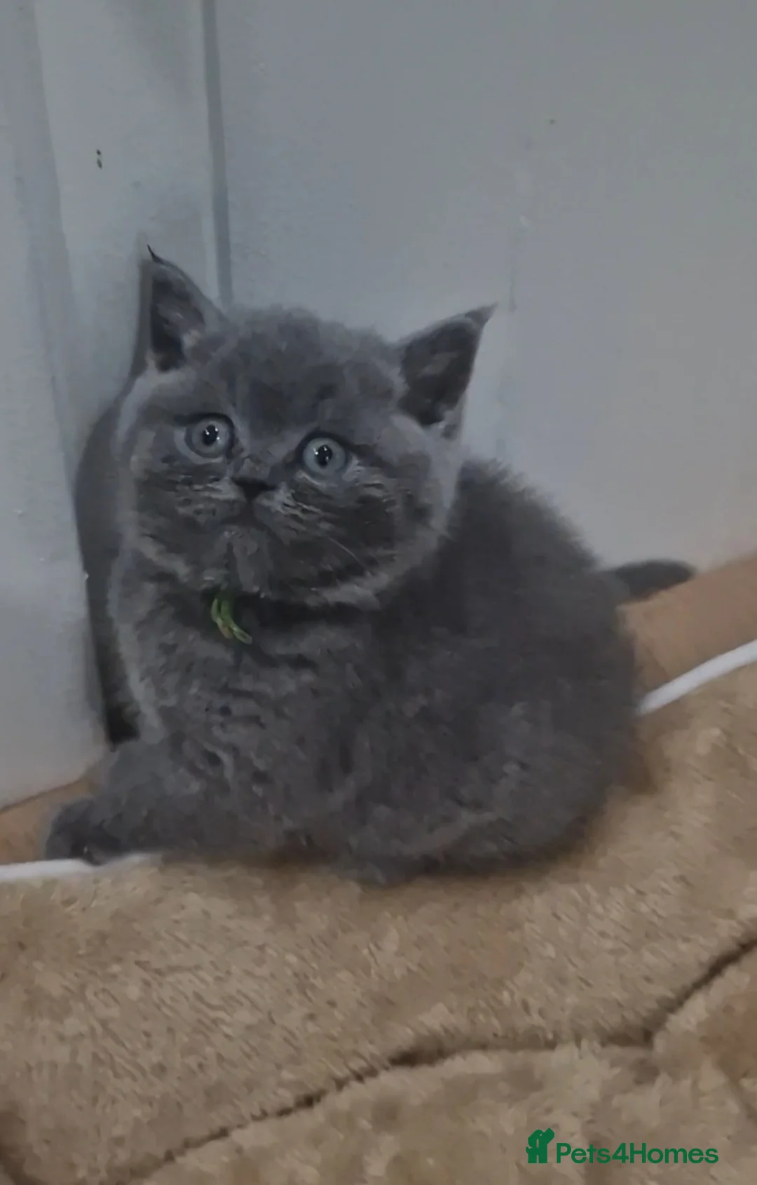 British Shorthair cats for sale: British Shorthair Kittens For Sale! - Advert 5