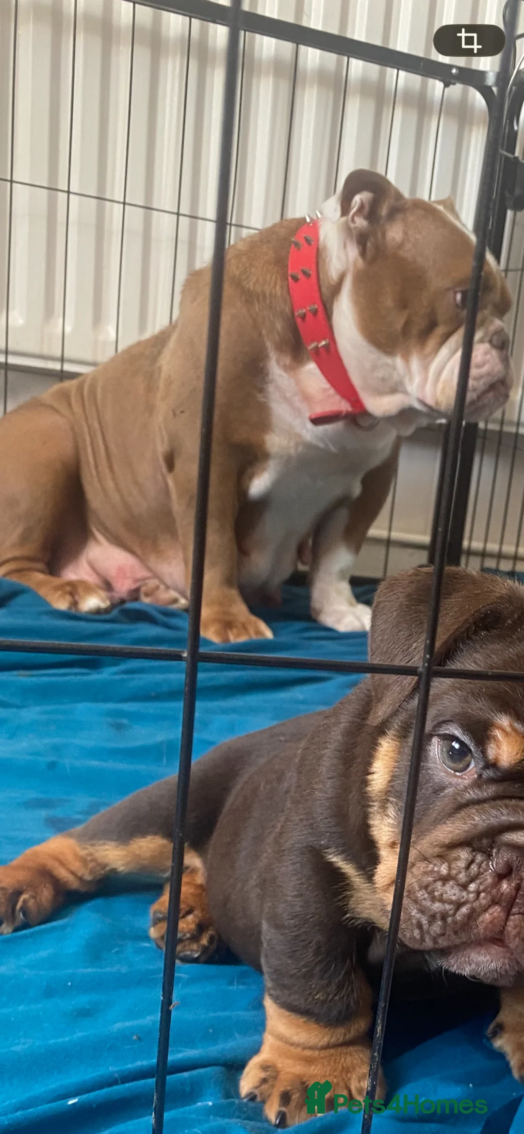English Bulldog dogs for sale: Standard British Bulldogs 🦍🇬🇧👑 - Advert 40