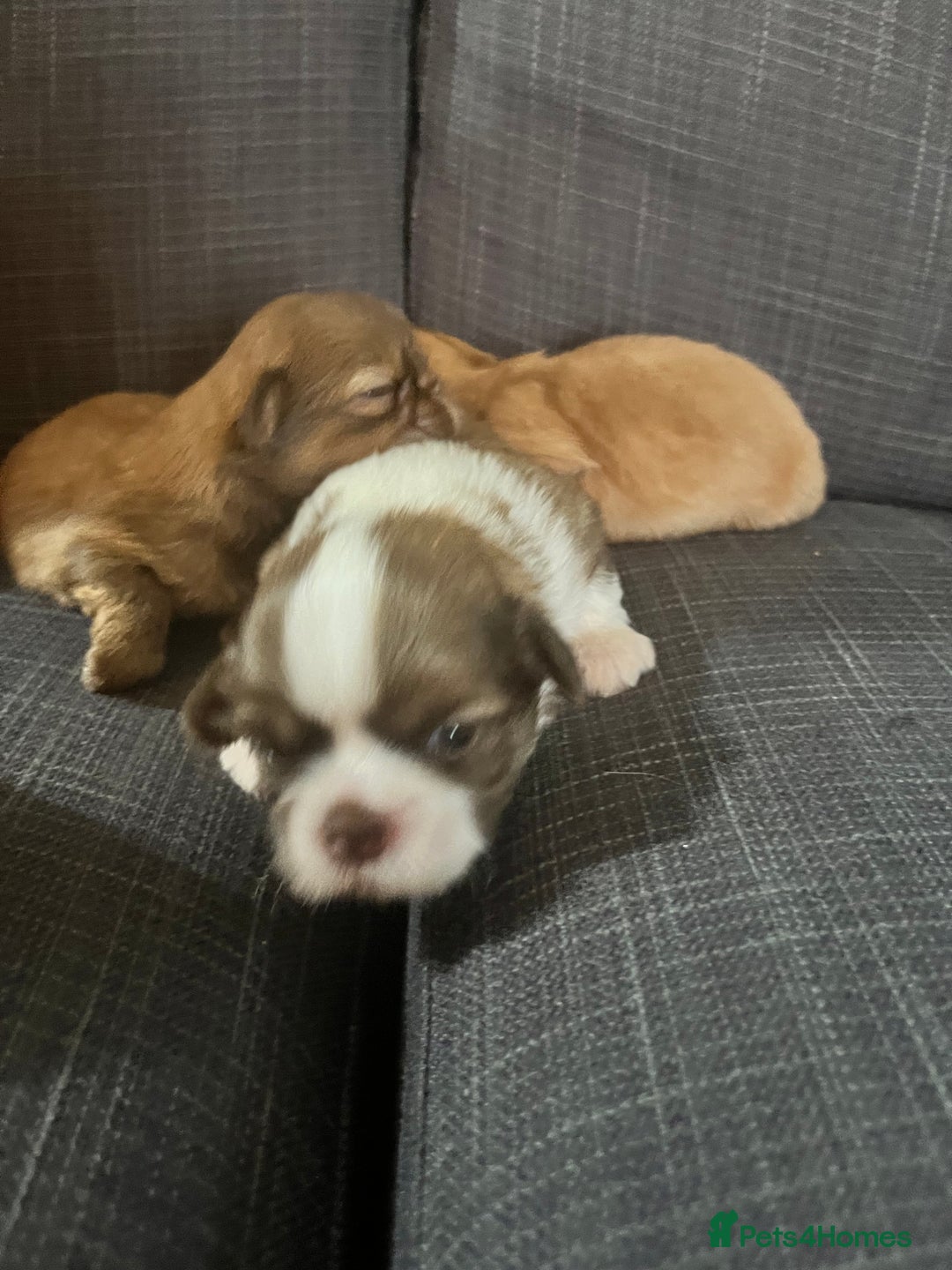 Shih Tzu dogs for sale: Beautiful litter or imperial Shih Tzu puppies  - Advert 7