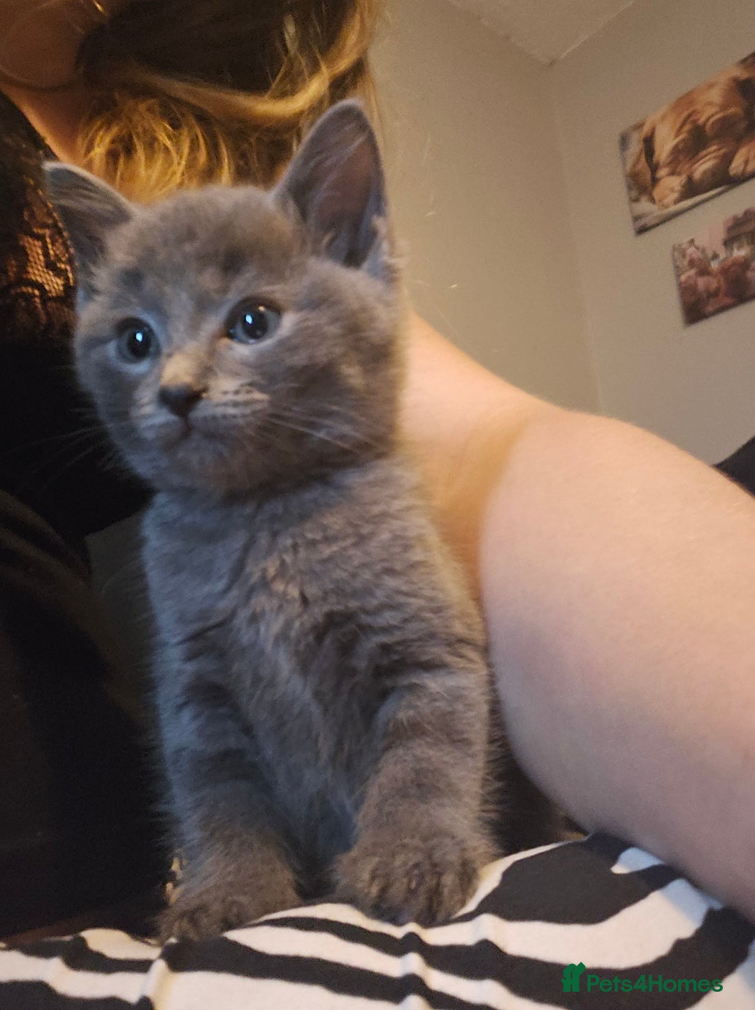 Ragdoll cats for sale: Ragdoll x kittens  - Image 3