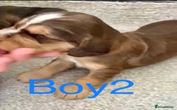 Cocker Spaniel dogs for sale: Kc show extensive health tests beautiful colours - Image 22