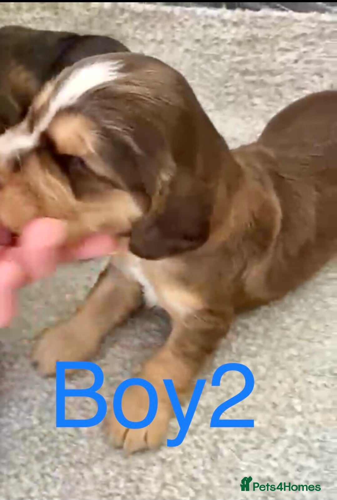 Cocker Spaniel dogs for sale: Kc show extensive health tests beautiful colours - Image 22